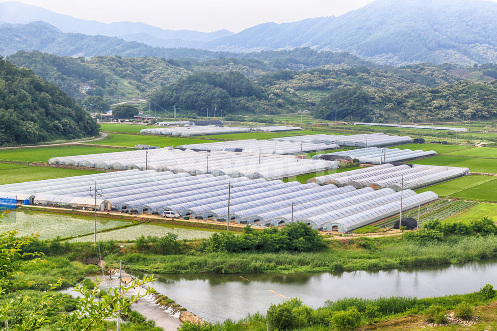 비닐하우스,하우스,하우스재배,하우스단지,비닐,시골,마을,풍경,landscape,country,rural,town,산업,industry,industrial,농업,농사,agriculture,farming,farming industry