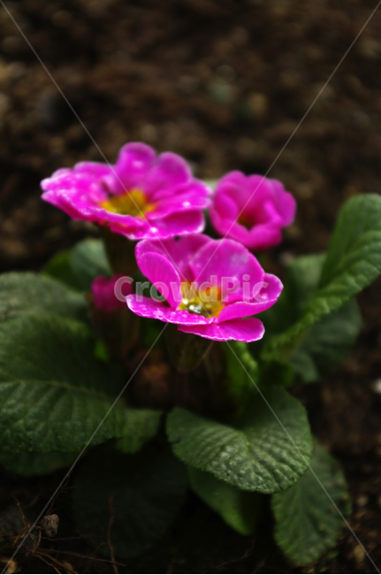 꽃,flower,plant,식물,자연,꽃잎,식물,자연,plants,nature,꽃,flower