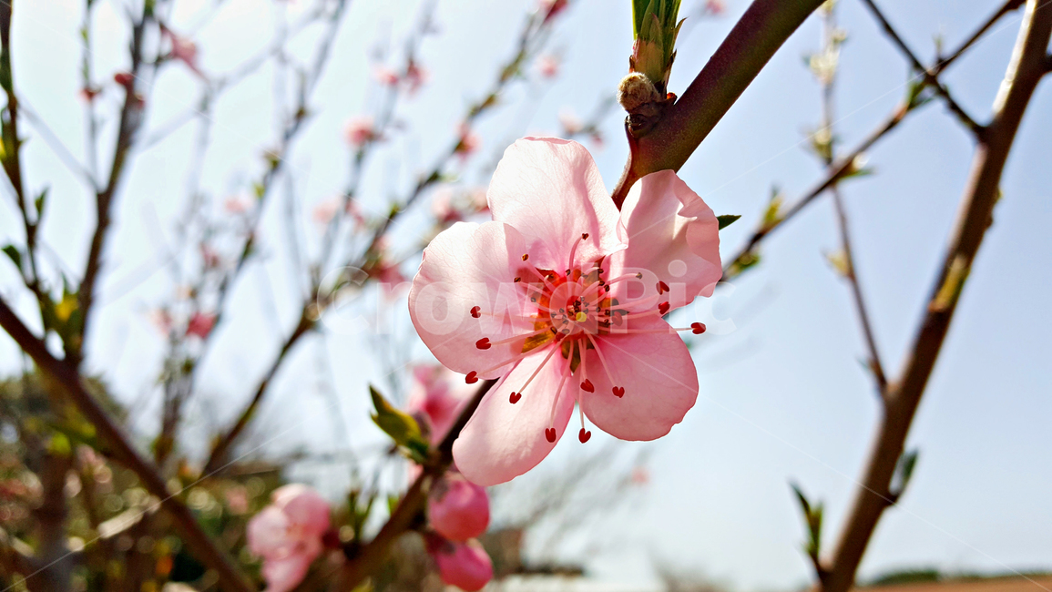 개복숭아꽃,개복숭아,꽃,flower,plant,식물