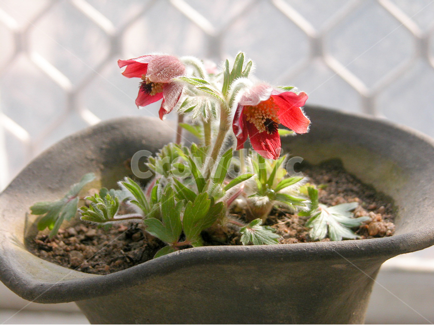 관상,화초,화분,식물원,꽃,식물,자연,plants,nature,꽃,flower,실내용화초,화분,화초,house plant