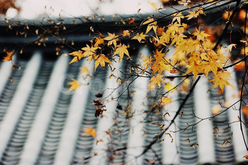 단풍,가을,산사,기와,한국,풍경,가을,계절,fall,autumn,season,한국전통,한국문화,korean traditional,korean culture,식물,자연,plants,nature,감성,sensible,feeling,leaf,잎,plant,tree,나무