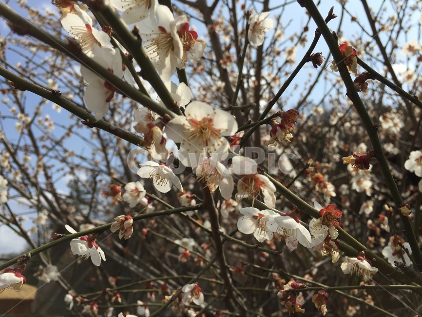 벚꽃,나무,꽃,blossom,flower,cherryblossom