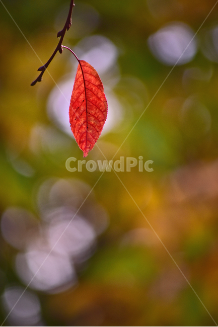 가을,감성사진,감성풍경,잎새,늦가을,마지막잎새,낙엽,가을배경,가을분위기,느낌,필링,분위기,보케,빛망울,플레어,야외,옥외,이파리,잎사귀,가을풍경,단풍잎,season,fall,autumn,outdoor,leaf,red,nature,bokeh,시즌,계절,flare,tree,plant,outdoors,colorful,칼라풀,컬러풀,식물,자연,plants,nature