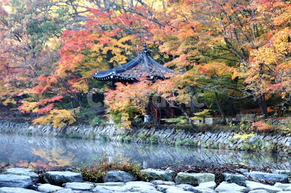 가을,단풍,자연,나무,식물,저수지,그림자,정자,산속,autumn,season,trees,nature,풍경,자연풍경,감성,emotion,안개,가을,계절,fall,autumn,season,tree,plant,outdoors,옥외,water,물