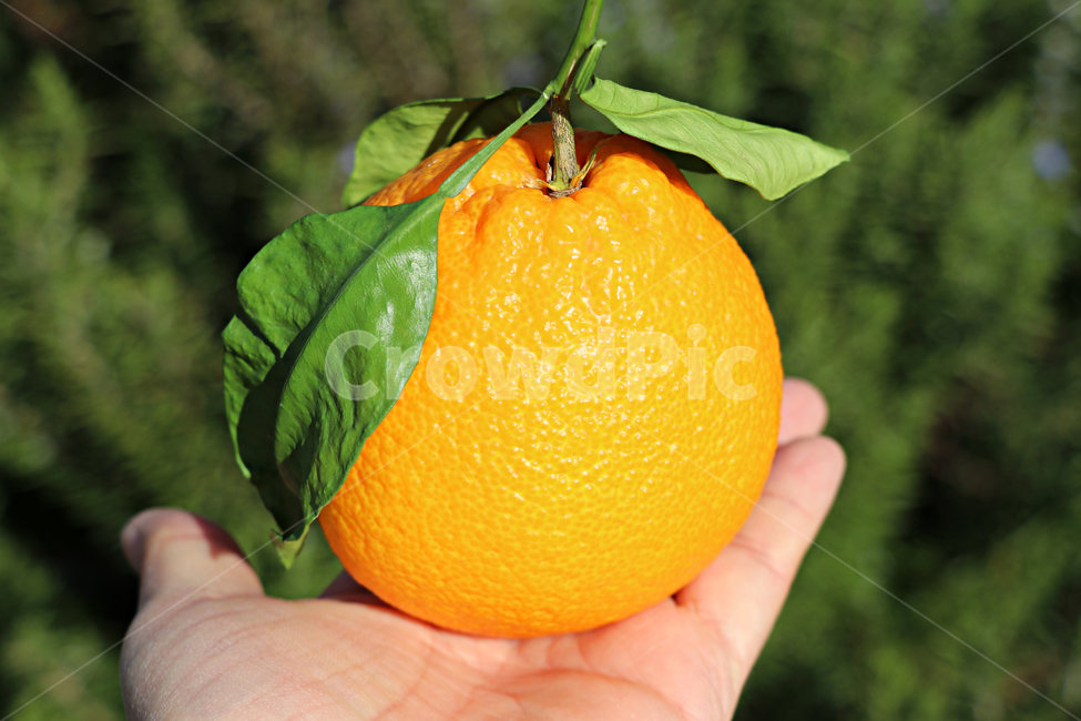 한라봉,감귤류과일,citrusfruit,fruit,과일,orange,주황색,food,plant,식물,음식,식재료,요리,food,cook,meal,dishes,food reserves,과일,열매,fruit