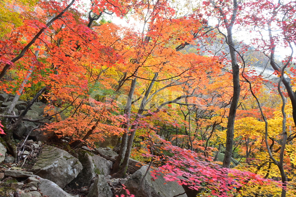 가을,단풍,자연,풍경,북한산,잎,단풍잎,붉은,나무,계절,계곡,숲,힐링,plant,fall,autumn,season,forestnature,landscape,한국자연풍경,한국자연경관,korea,tree,maple,leaf,가을,계절,fall,autumn,season,자연,풍경,nature,landscape,식물,plants,나무,trees,wood