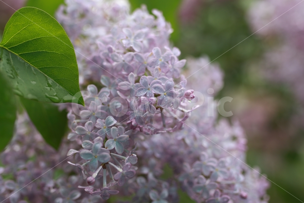 대한민국,컬러,파스텔,라일락,봄,분홍색,오월,보라색,식물,자연,plants,nature,봄,계절,spring,season,꽃,flower,plant,blossom