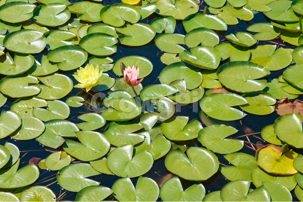 pond,pink,green,underwater plants,nature,freshwater grass,innocent,training,Lotus,leaf,swamp,water,flower,beautiful,petal,lotus leaf,light green,plant,underwater,autumn