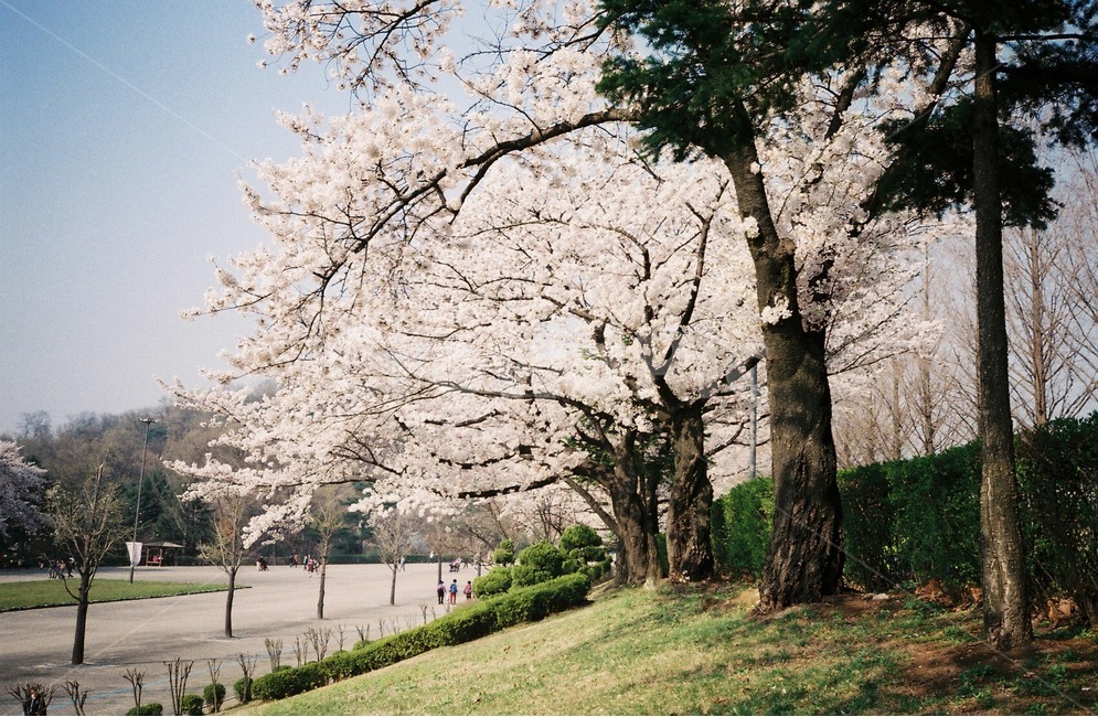 봄,벚꽃,공원,4월,이미지사진,감성사진,필름사진,봄,계절,spring,season,자연,풍경,nature,landscape,식물,plants,나무,trees,wood,감성,sensible,feeling,plant