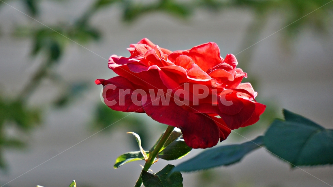rose,flower,plant,nature,장미,장미꽃,식물,자연,plants,nature,꽃,flower