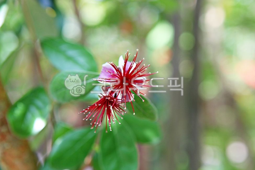 식물원,열대식물,꽃,꽃잎,붉은색,식물,자연,공원