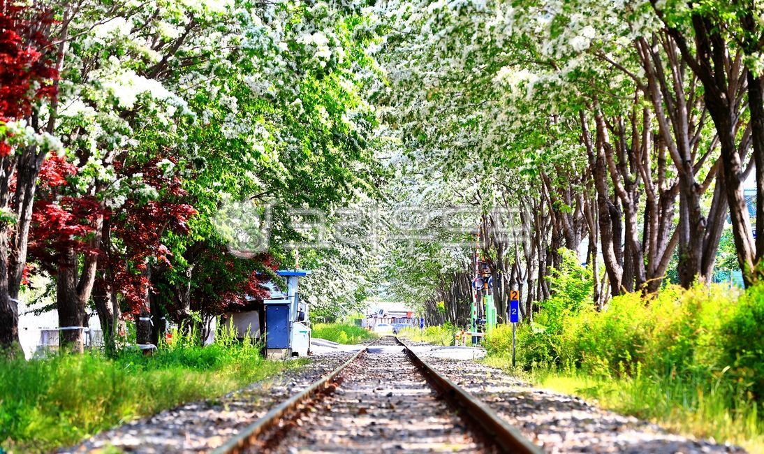 spring,pop tree,railroad,Ipop tree flower,Palbokdong,flower,train