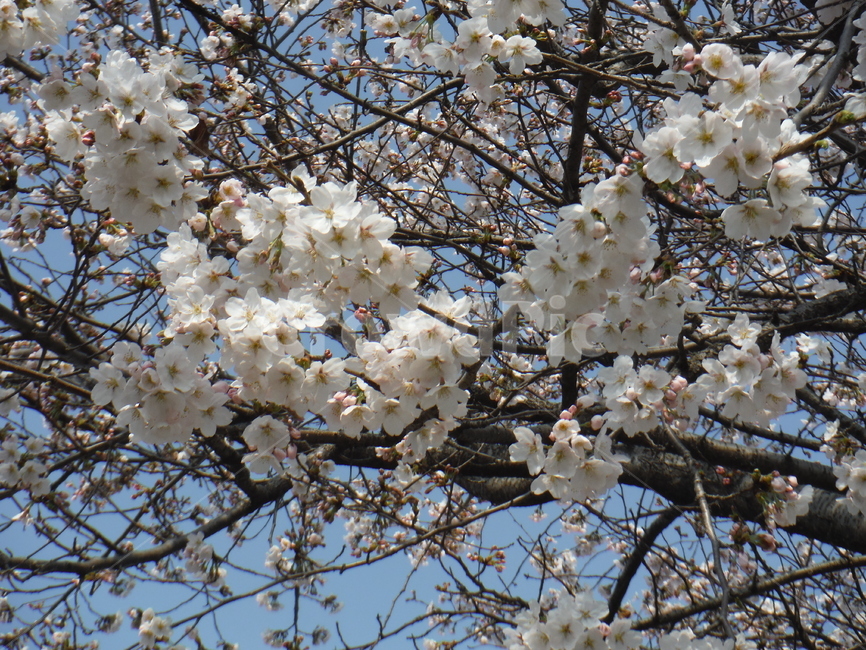 흰벗꽃,나무위에벗꽃,벗꽃하늘,하늘벗꽃,하얀벗꽃,식물,자연,plants,nature,꽃,flower