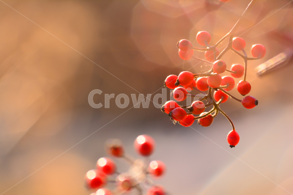 atmosphere,flare,bramble berries,autumn background,red fruit,Emotional photo,Autumn feeling,autumn fruit,light,background,autumn mood,plant,bokeh,autumn,bokeh of light