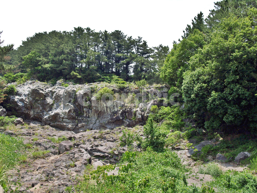 무수천,올레17코스,올레,제주,현무암,화산석,숲,자연,풍경,nature,landscape,vegetation,초목,plant,식물,tree,나무,outdoors,옥외