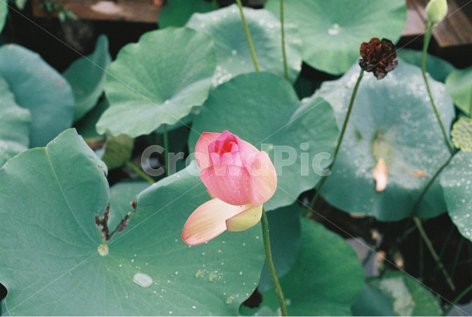 연꽃,이슬,자연,필름사진,꽃,식물,자연,plants,nature,꽃,flower,감성,sensible,feeling