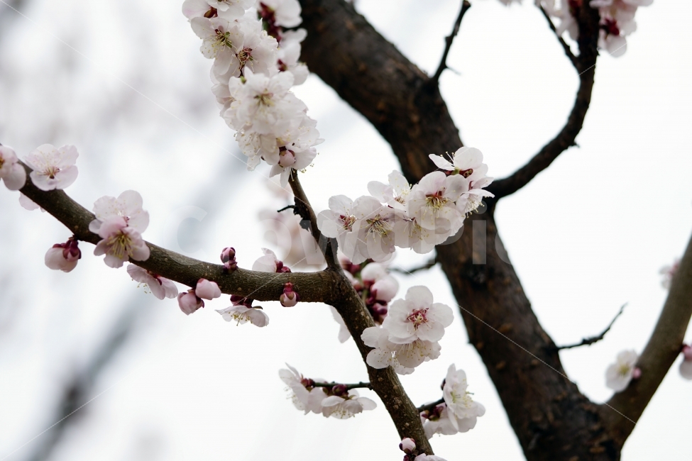 매화,꽃,나무,나뭇가지,산,하늘,봄,자연,플라워,꽃봉오리,flower,nature,spring,접사,macro,클로즈업,closeup,tree,숲,숲속,산림,삼림,조경,식물,plants,봄꽃,감성,힐링,풍경,landscape,식물,자연,plants,nature,봄,계절,spring,season,꽃,flower,plant,blossom