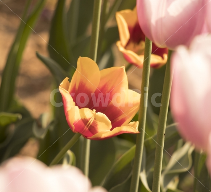 튤립,꽃,레드,화사,플라워,flower,rose,자연,감성,감성사진,느낌,미,감동,힐링,일상,스냅,nature,spring,식물,자연,plants,nature,꽃,flower,감성,sensible,feeling,색깔,색상,색채,색감,color sense,color sensitivity,feeling of color