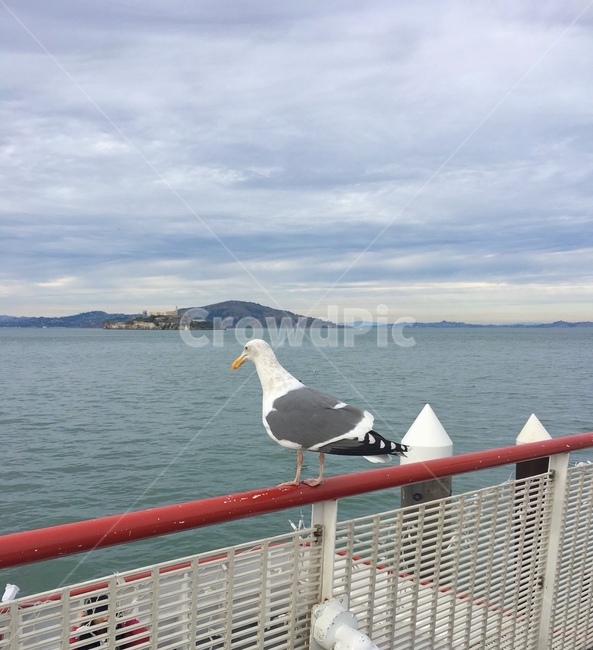 새,갈매기,animal,동물,seagull,bird,난간,railing,바다,sea,ocean,cloudy,동물,animal,조류,새,birds