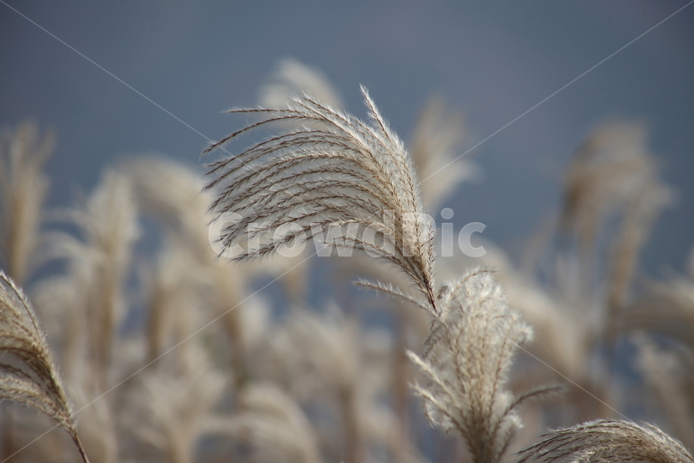 억새,꽃,식물,가을,flamegrass,가을,계절,fall,autumn,season,식물,자연,plants,nature,grass,잔디,plant,lawn,reed,갈대