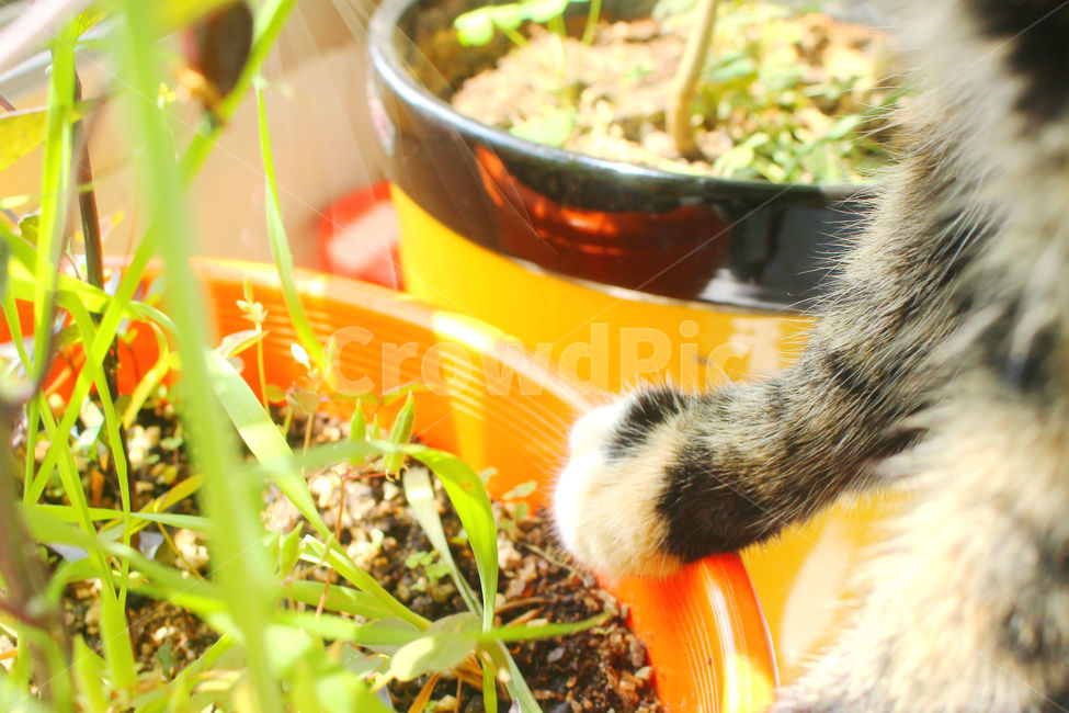 반려동물,고양이,빛,화분,감성사진,감성,고양이발,cat,식물,자연,plants,nature,동물,animal,포유류,mammal,고양이,cat,kitten,kitty