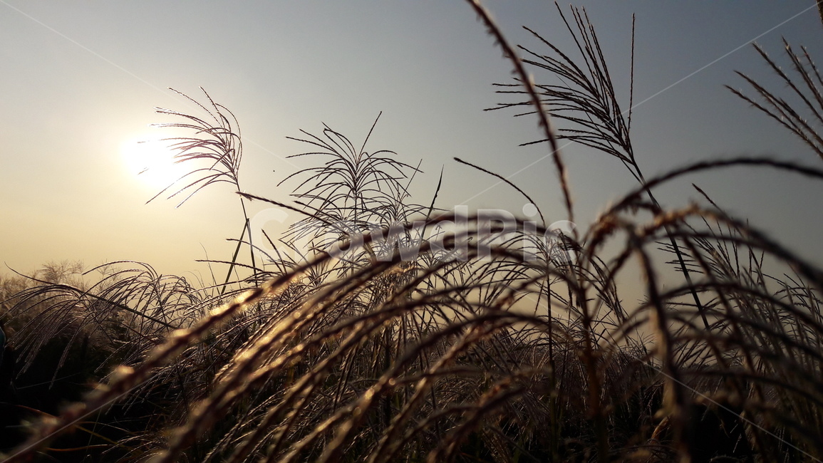 가을,갈대,하늘,붉은,저녁놀,가을,계절,fall,autumn,season,식물,자연,plants,nature,grass,잔디,plant,lawn,reed