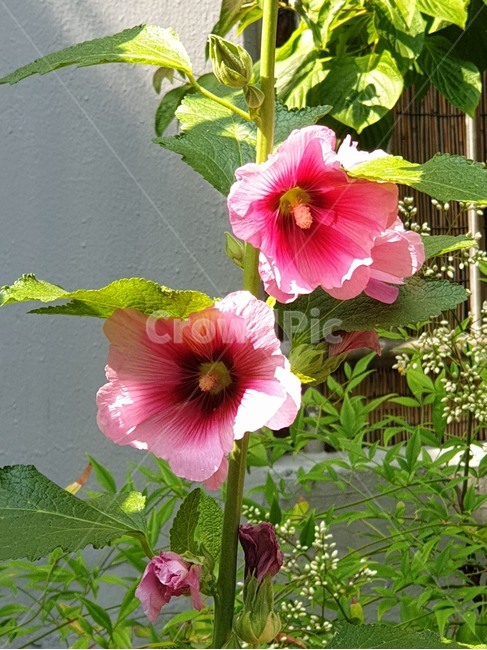 접시꽃,겹접시꽃,촉규화,채키화,여름야생화