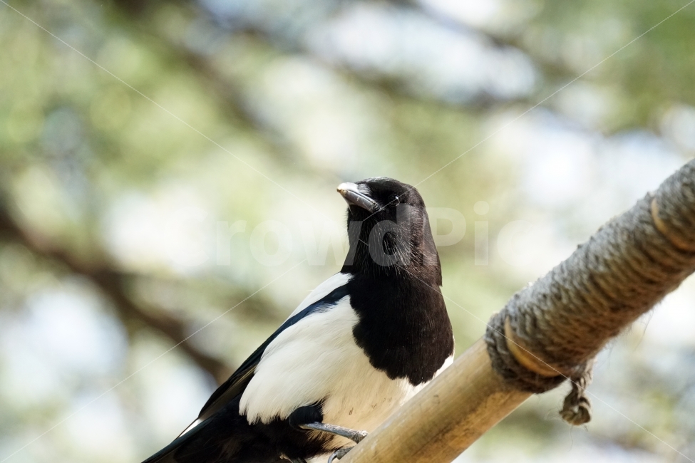 까치,새,조류,동물,식물,자연,풀,잔디밭,이파리,공원,bird,animal,감성,감성사진,스냅,스냅사진,snap,snapshot,풍경,landscape,계절,season,생명,한국자연,korea,동물,animal,조류,새,birds