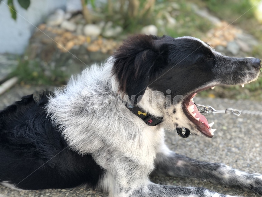 하품,반려견,애완견,강아지,보더콜리,동물,animal,포유류,mammal,개,강아지,dog,doggy