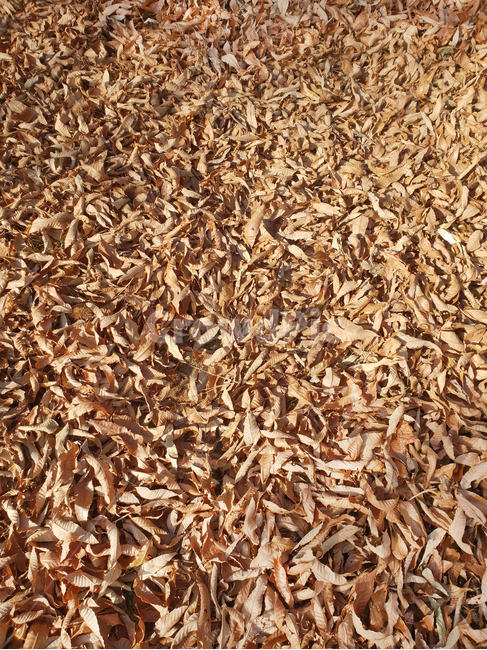 낙엽,갈색,잎,바스락,산,plant,식물,가을,가을,계절,fall,autumn,season