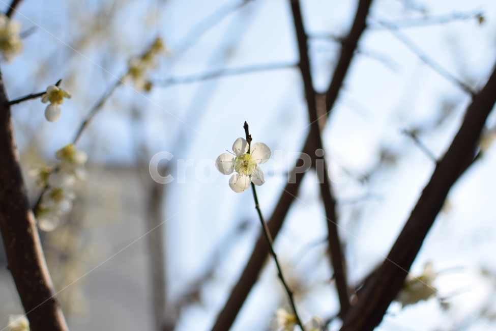 꽃,봄,나무,자연,노랑,홀로,봄,계절,spring,season,식물,자연,plants,nature,꽃,flower,plant,blossom
