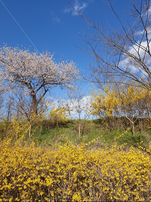 꽃,하늘,맑음,풍경,파란하늘,봄,계절,spring,season,자연,풍경,nature,landscape,field,들,grassland,목초지,outdoors,옥외
