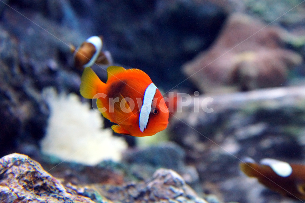 물고기,수족관,아쿠아,물,유리,fish,aquarium,aqua,water,glass,동물,animal,어류,물고기,fish