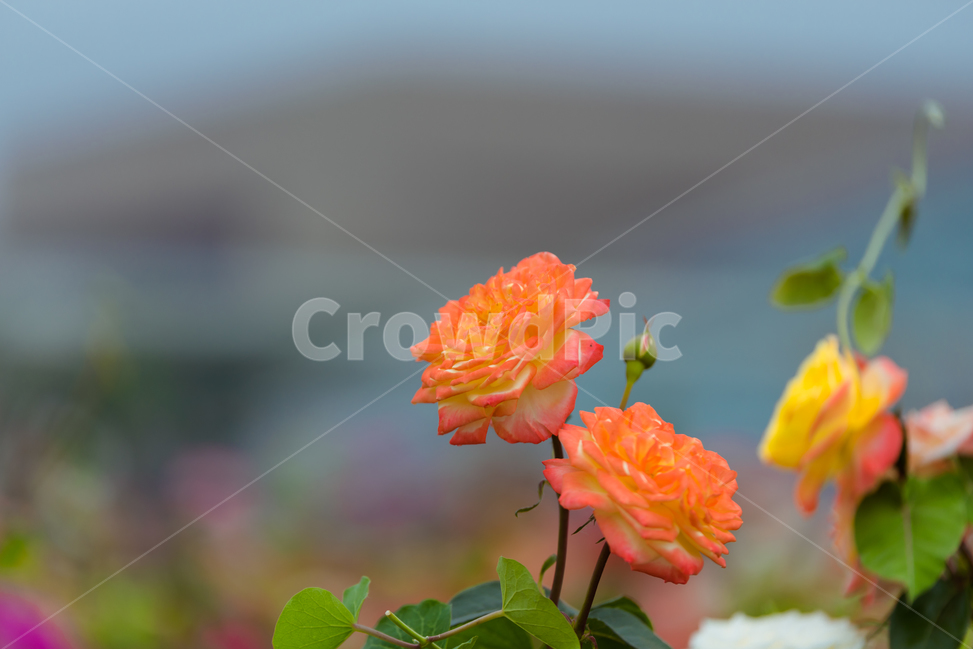 꽃,장미,flower,식물,장미꽃,식물,자연,plants,nature,꽃,flower