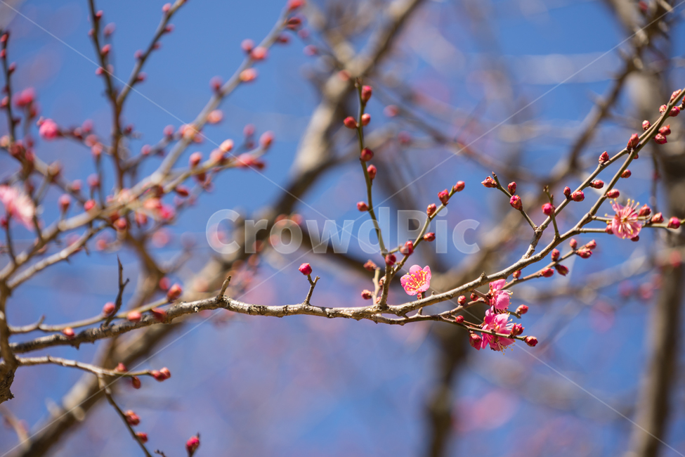 봄,꽃,봄꽃,매화,자연,감성,따스함,봄,계절,spring,season,식물,자연,plants,nature,꽃,flower,plant