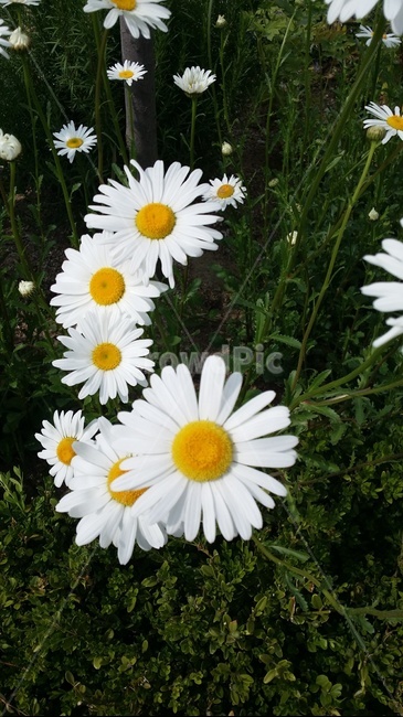 하얀꽃,봄,여름,계란꽃,플라워