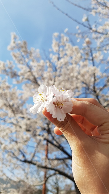 벚꽃,봄,파란하늘,하늘,벚꽃나무