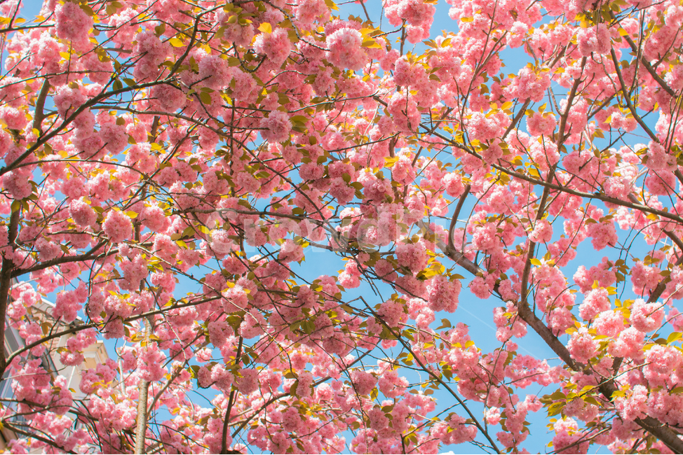 벚꽃,겹벚꽃,하늘,하늘벚꽃,꽃,봄꽃,봄,계절,spring,season,식물,자연,plants,nature,꽃,flower,plant,blossom