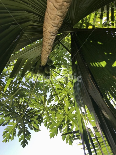 plant,식물,자연,나무,하늘