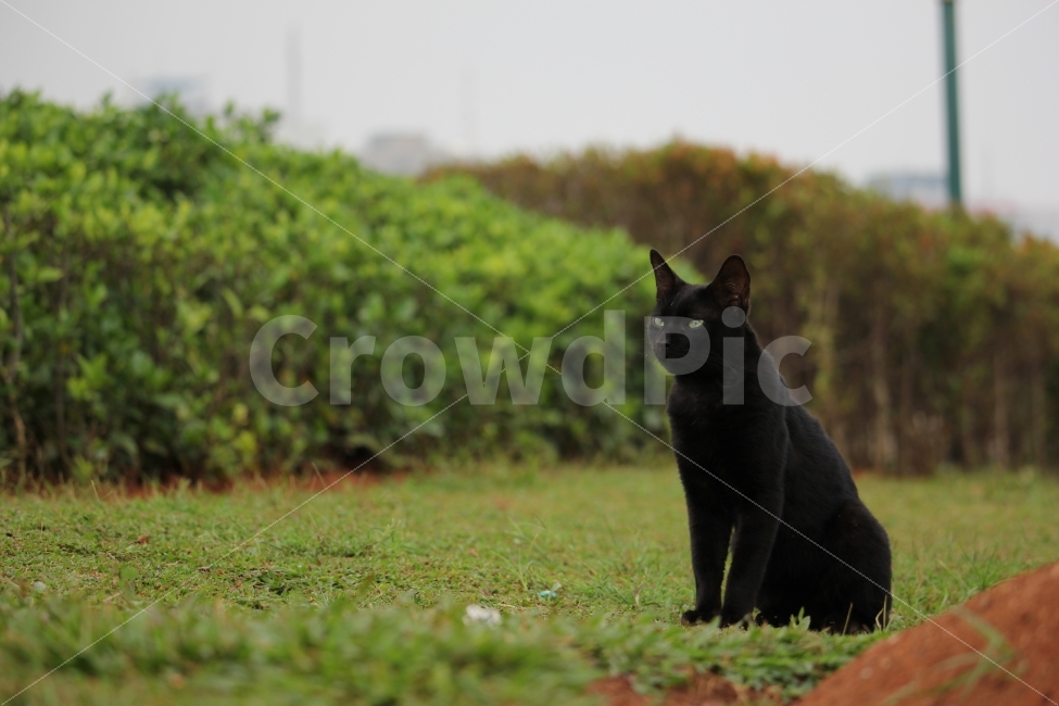 고양이,야생,동물,풀,잔디,나무,자카르타,인도네시아,아시아,경관,경치,자연,cat,kitty,wild,animal,grass,lawn,tree,jakarta,indonesia,asia,landscape,nature,scenery,scene,view,동물,animal,포유류,mammal,고양이,cat,kitten,kitty