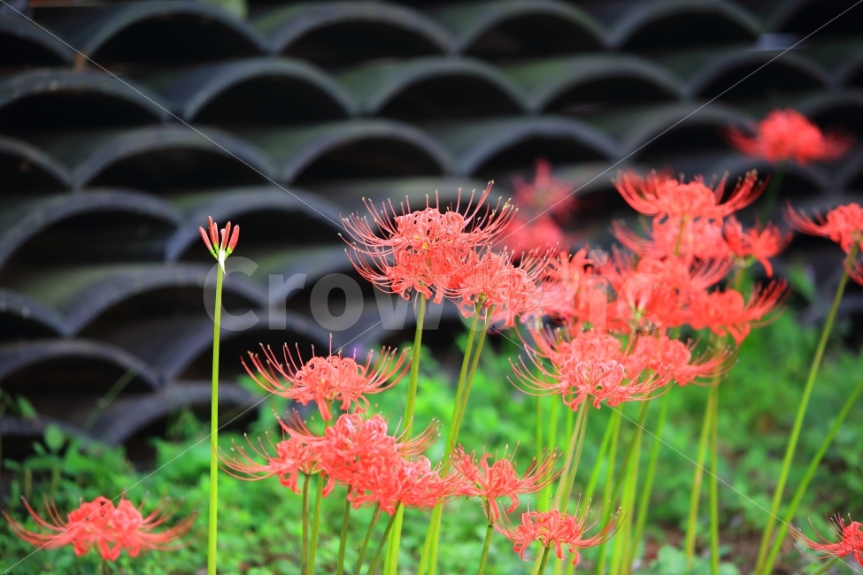 용천사,꽃무릇,상사화,기와,함평꽃무릇,식물,풍경,자연,식물,자연,plants,nature,꽃,flower