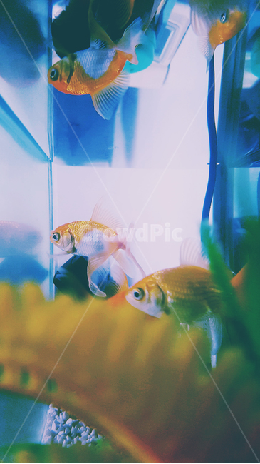 fish,물고기,animal,동물,금붕어,어항,수조,동물,animal,어류,물고기,fish