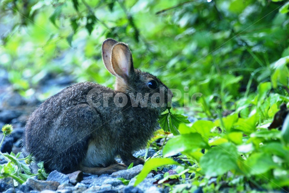 토끼,야생동물,동물,식사,산토끼,동물,animal,포유류,mammal