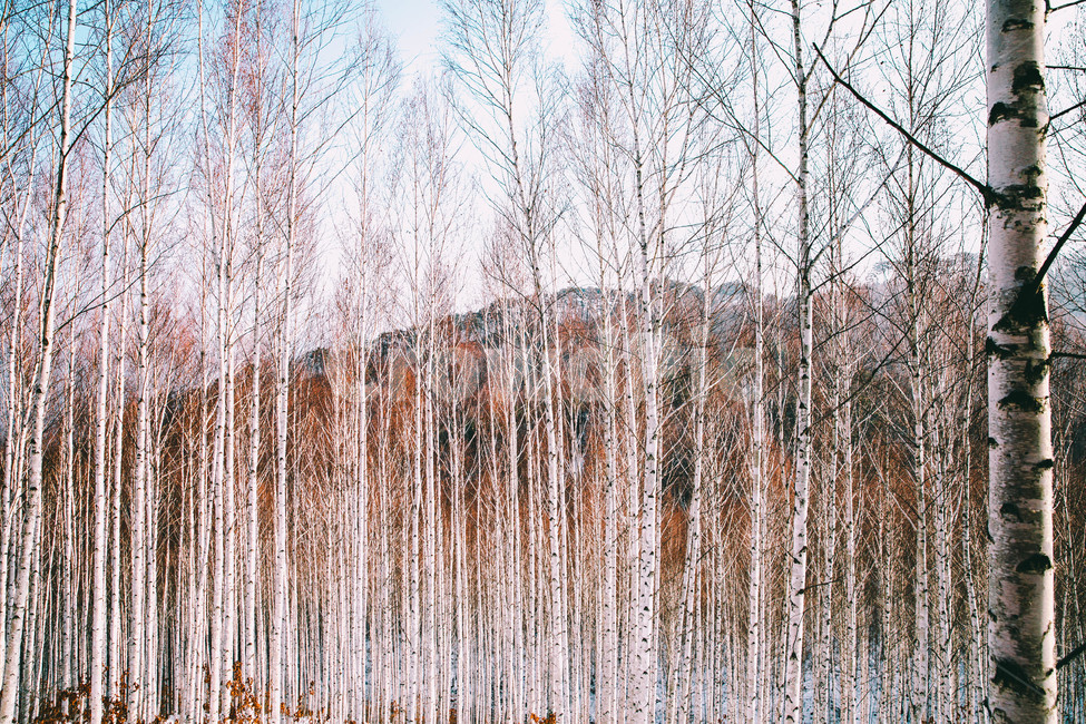 설경,눈풍경,자작나무숲,인제,자작나무,풍경,풍경사진,여행사진,여행,자연,nature,landscape,식물,plants,나무,trees,wood,흑백,모노톤,monochrome,blackandwhite,감성,한국자연풍경,한국자연경관,koreanlandscape,눈꽃,원대리,배경,백그라운드,snow,겨울,계절,winter,season,자연,풍경,nature,landscape,식물,plants,나무,trees,wood,감성,sensible,feeling,grass,잔디,plant,lawn,reed,갈대