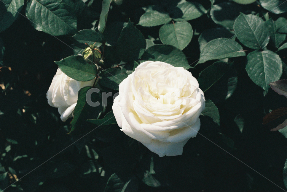 식물,장미,장미꽃,꽃,축제,필름사진,감성,필카,plant,rose,flower,film,식물,자연,plants,nature,꽃,flower