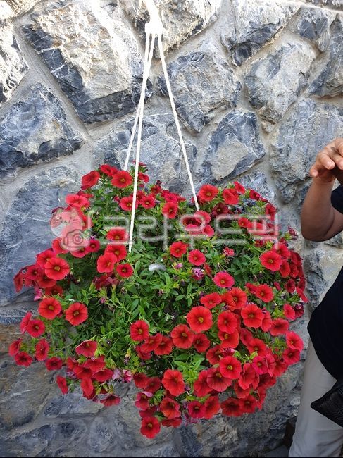 Red,background,plant,flower
