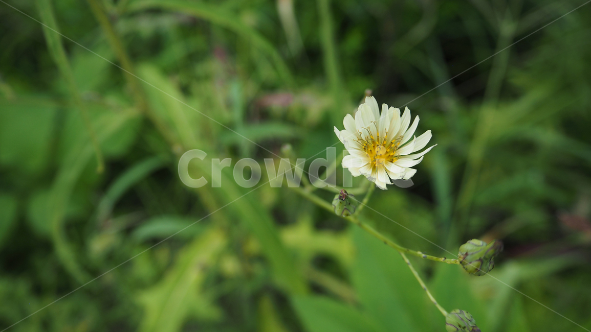 야생화,꽃,식물,wildflower,flower,plant,식물,자연,plants,nature,꽃,flower