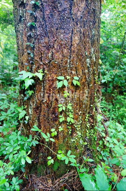 새싹,덩굴,나무,숲,산,나무,trees,wood