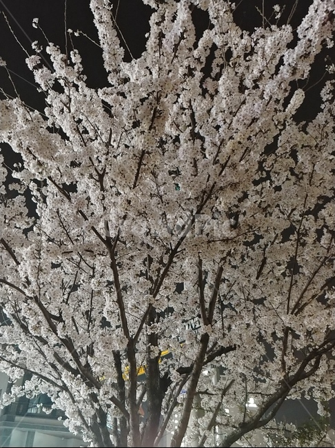벚꽃,나무,식물,봄,벗꽃,정원,꽃,봄,계절,spring,season,plant
