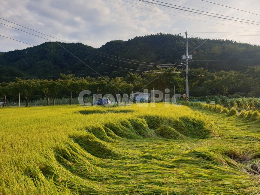 풀,벼,자연,nature,시골,시골,마을,풍경,landscape,country,rural,town
